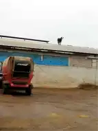Aşıdan Kaçan Dana Çatıda!