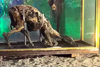 Çankırı Tuz Mağarası'ndaki 300 Yıllık Eşek!