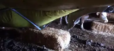 Yoğun Kar Yağışı Hayvan Çadırını Yıkttı