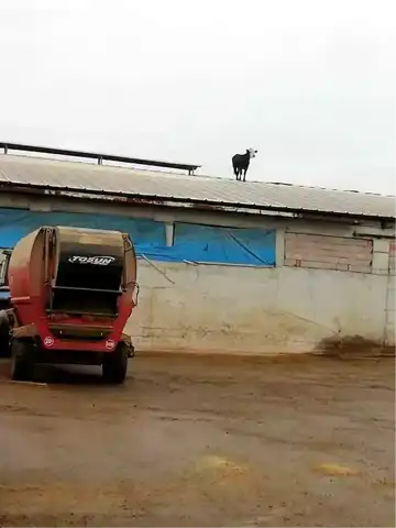 Aşıdan Kaçan Dana Çatıda!