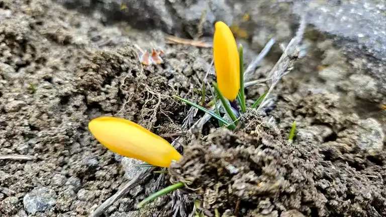 Yapraklı'da Çiğdemler Erken Baharın Müjdesini Verdi